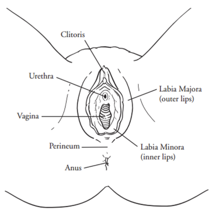 Female Sexual Anatomy  Vulva, Vagina and Breasts