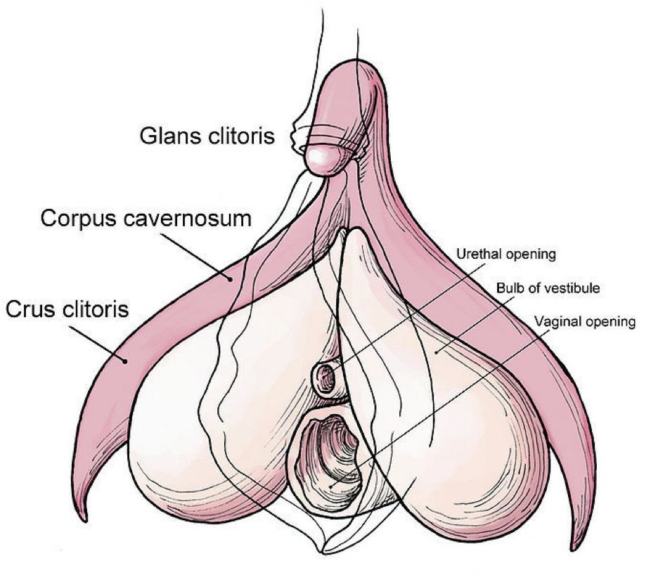 anatomy of the clitoris