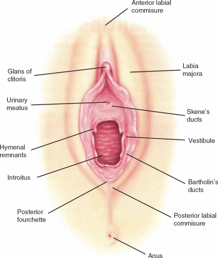 vulval vestibule